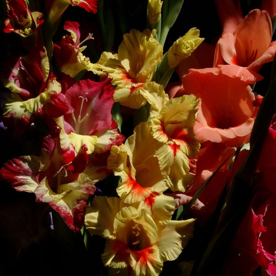 Bouquet de Gladiolus puzzle online