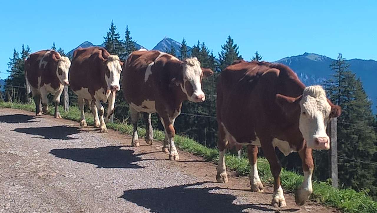 Vacas en movimiento rompecabezas en línea