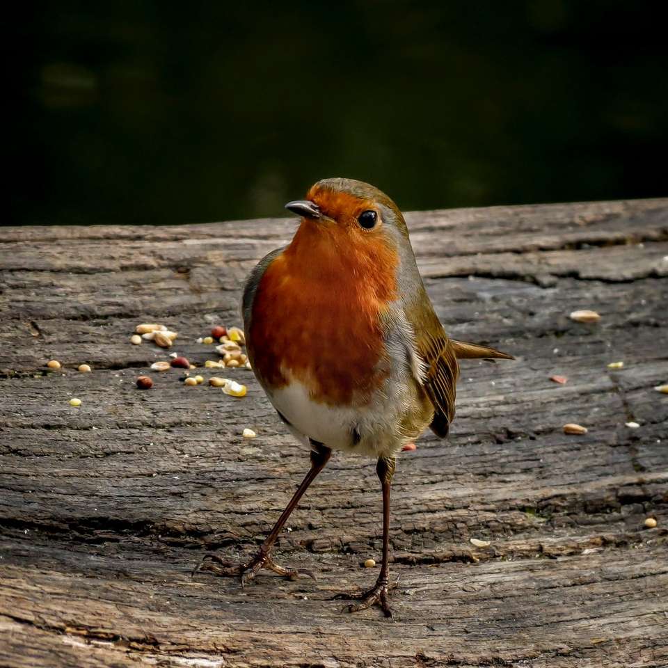 оранжево-белая птица на коричневой деревянной поверхности в дневное время пазл онлайн