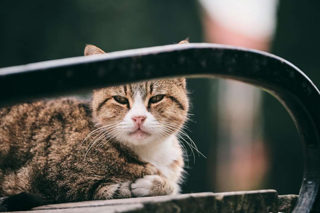 коричневый полосатый кот на черном металлическом каркасе онлайн-пазл