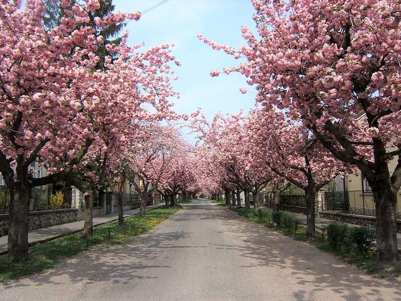 Kaposvar Blossoming avenue in Ungheria puzzle online