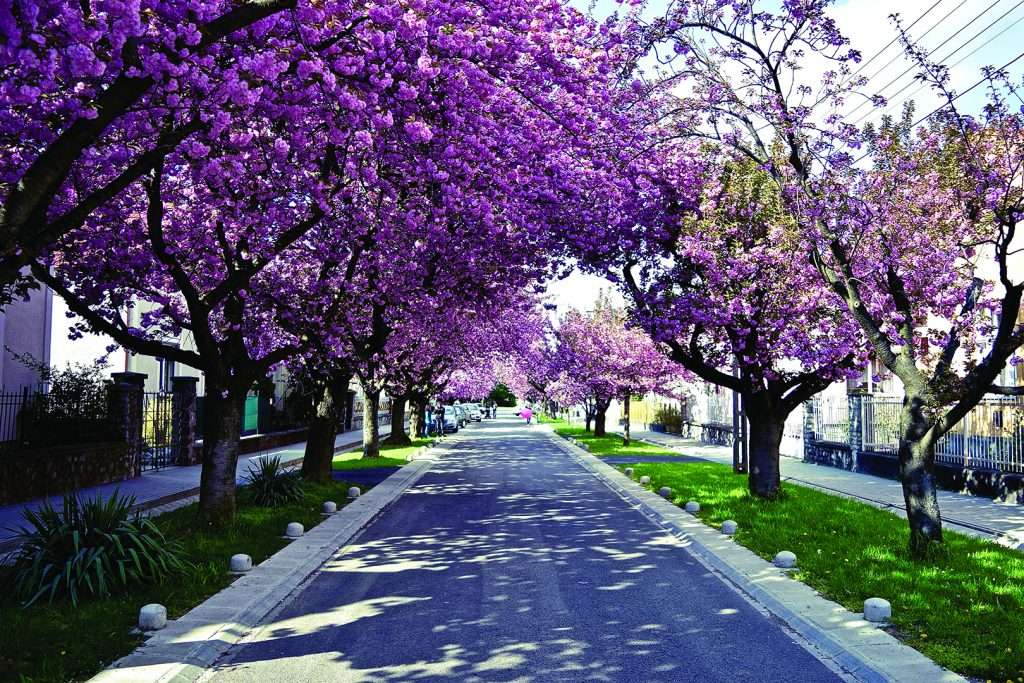 Avenida Kaposvar Blossoming na Hungria quebra-cabeças online