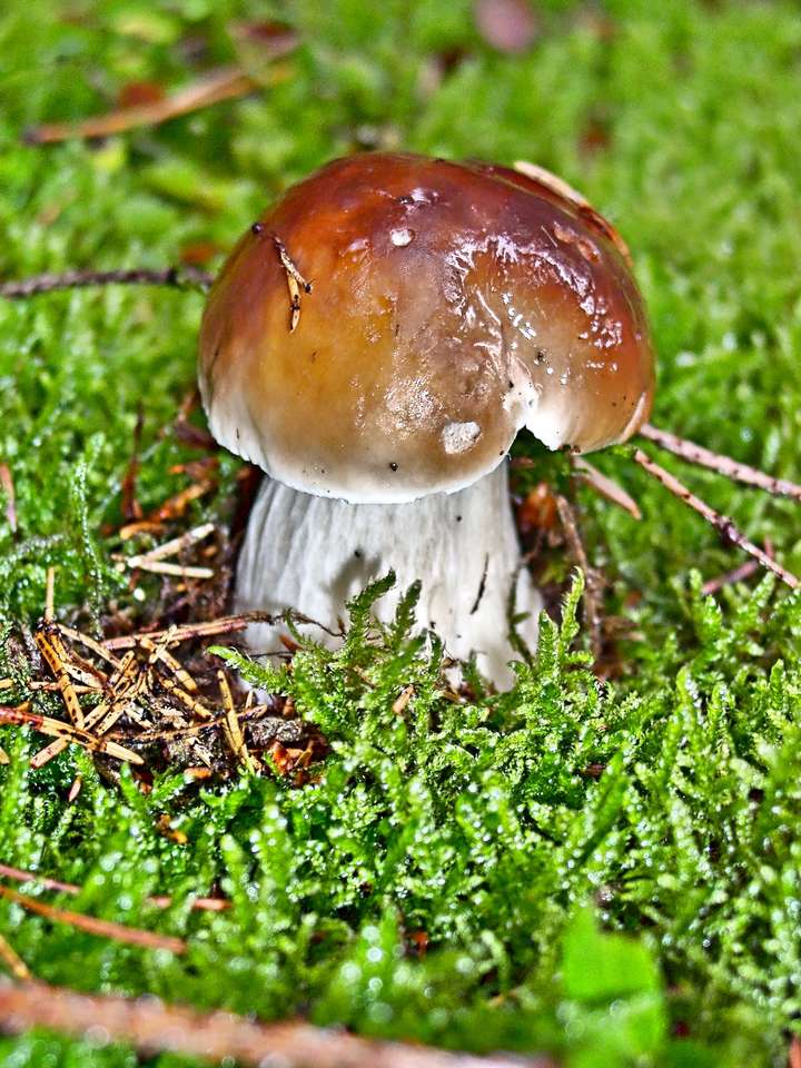Білий гриб у моху онлайн пазл