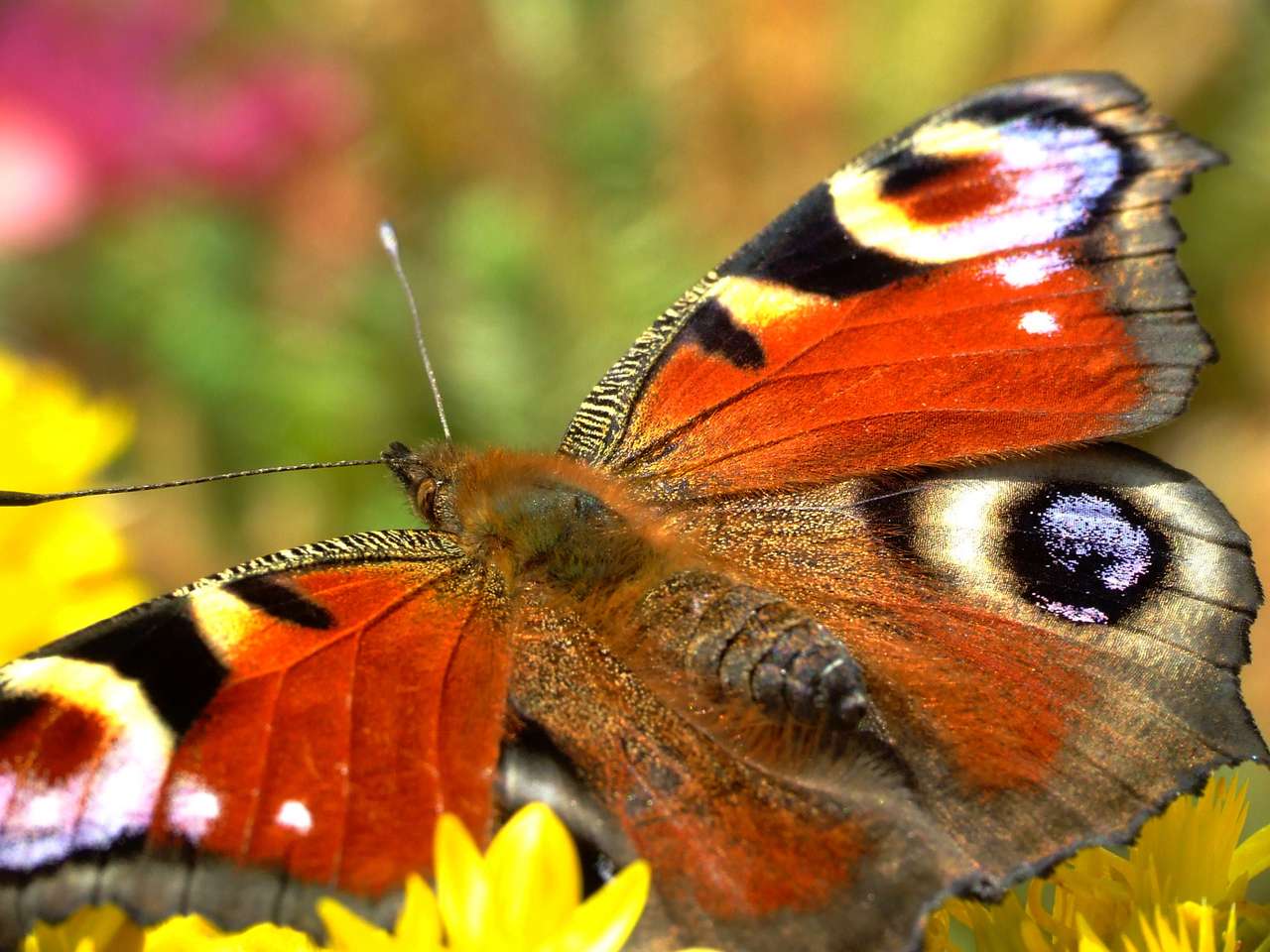 Charme de borboleta quebra-cabeças online