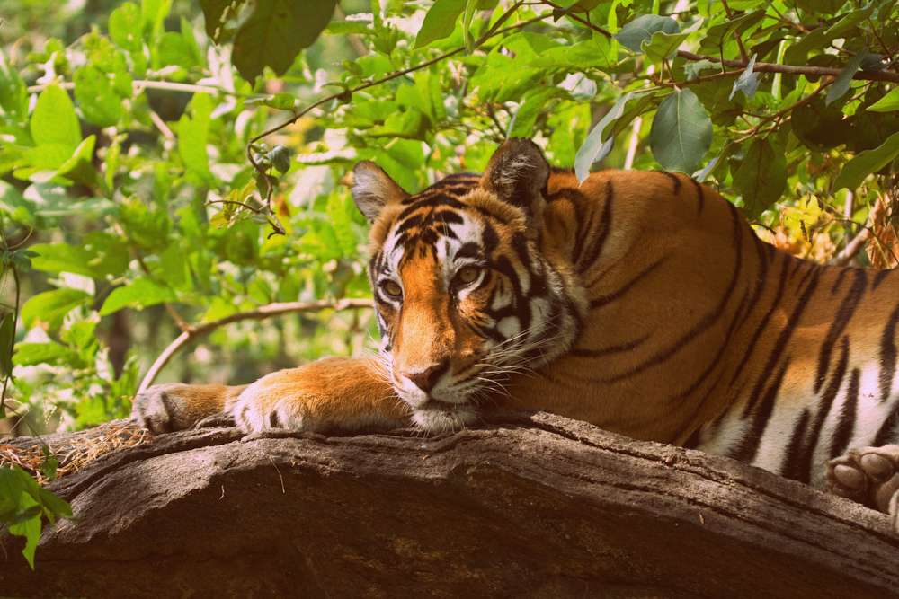 Tygr v džungli skládačky online