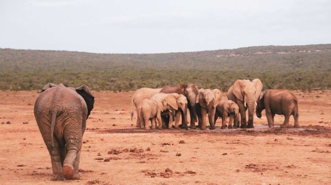 grupo de elefantes en campo marrón durante el día rompecabezas en línea