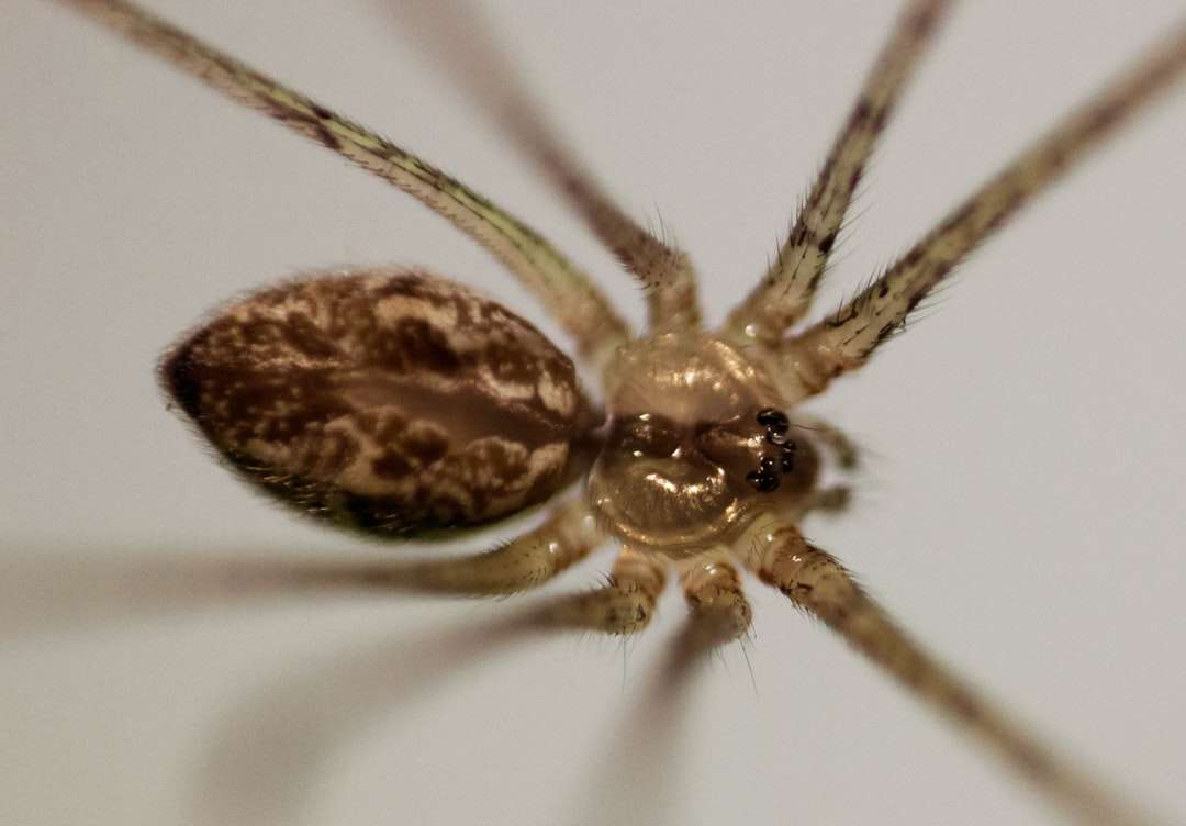 brun och svart spindel på vit textil pussel på nätet