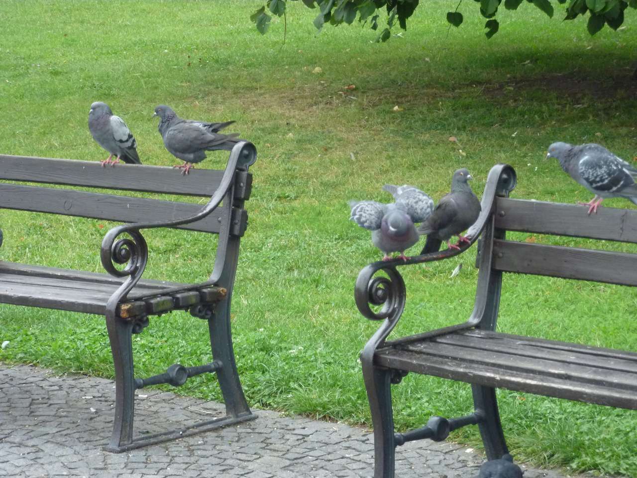 Vratislavské holuby skládačky online