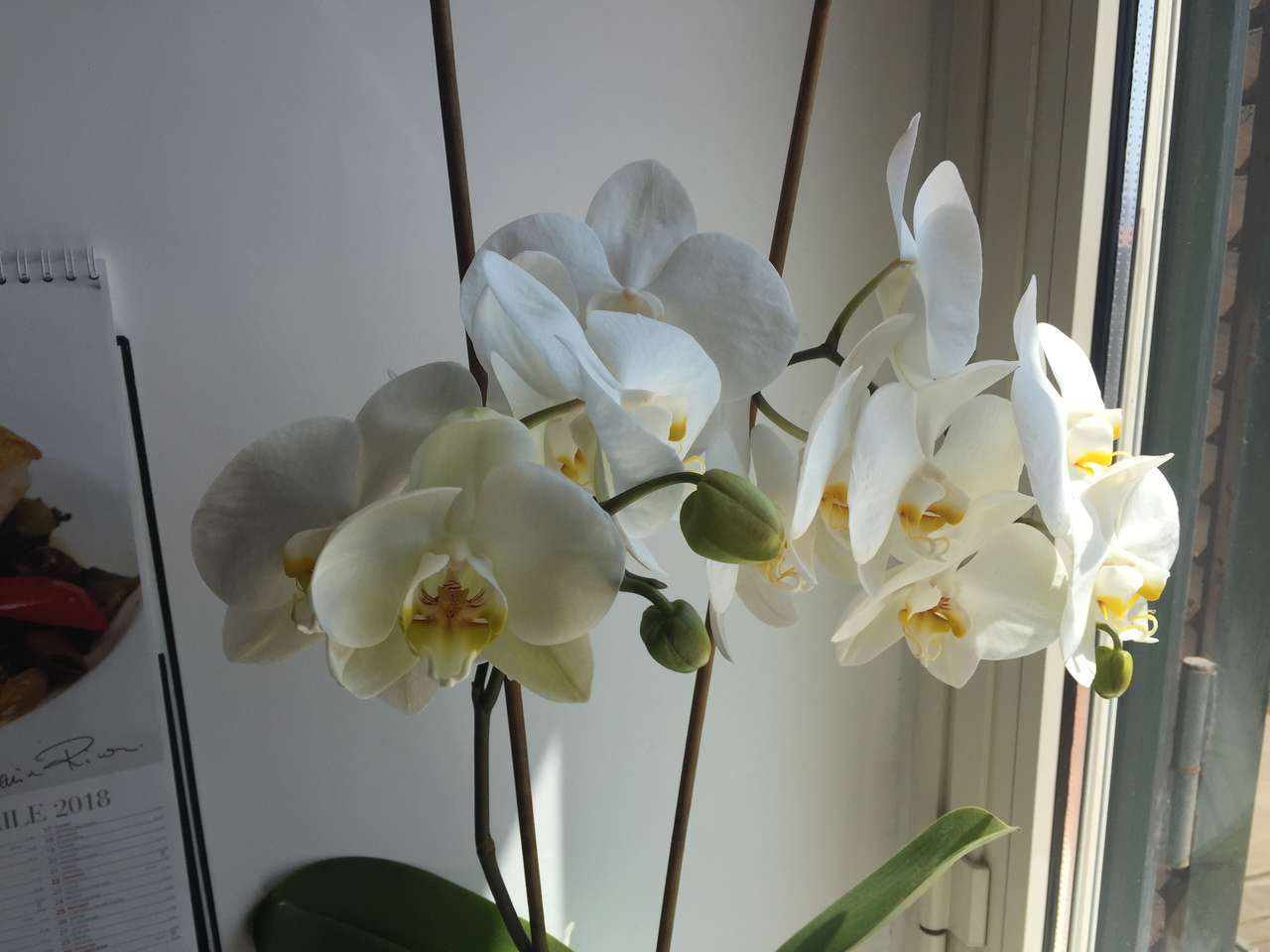 Orchidee online puzzel