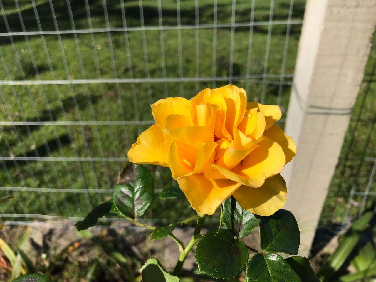 gele roos legpuzzel online