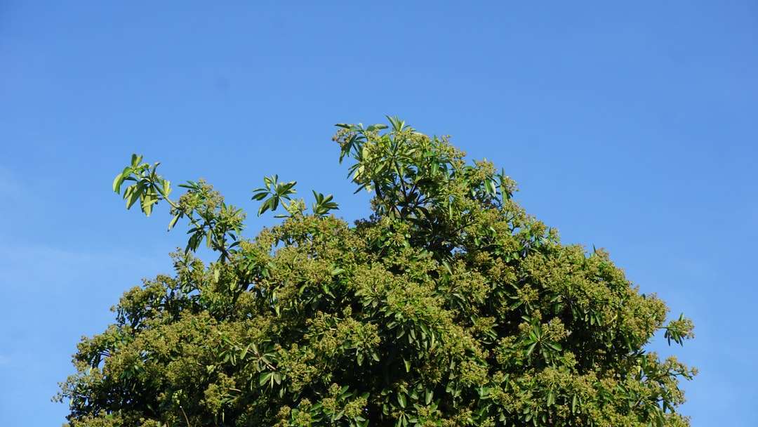 昼間の青い空の下の緑の木 ジグソーパズルオンライン