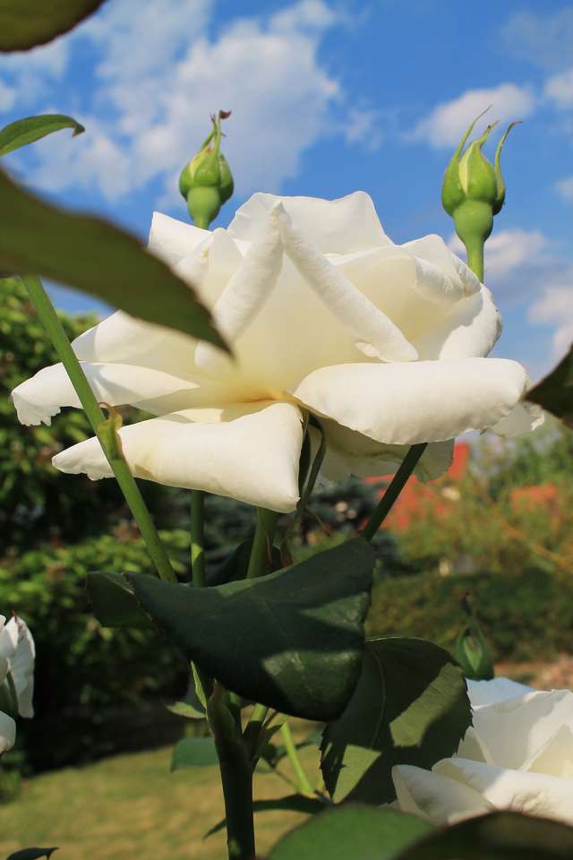 λευκό τριαντάφυλλο παζλ online