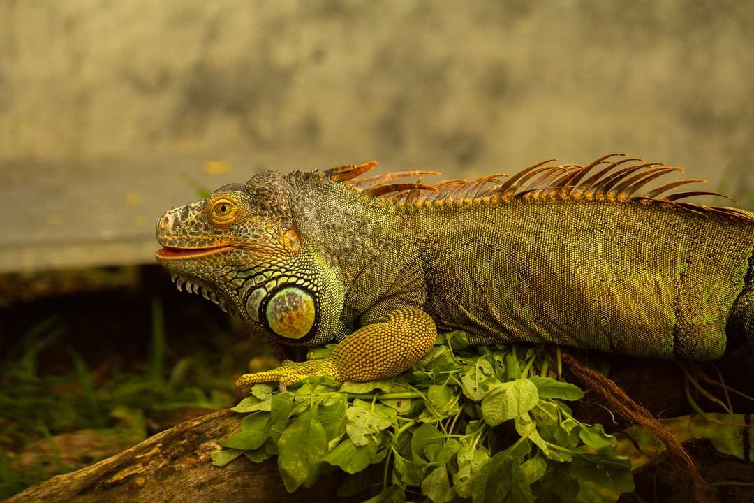 barna és szürke szakállas sárkány zöld leveleken kirakós online