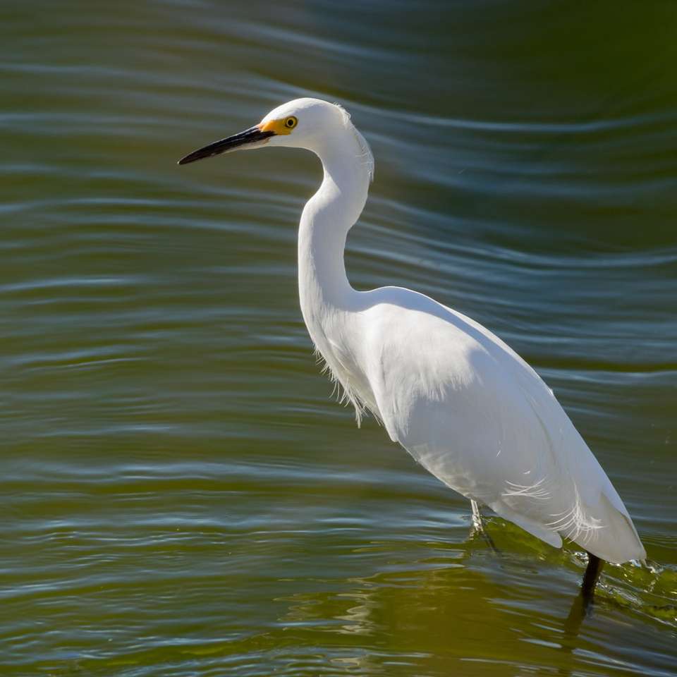 weißer Vogel mit langem Schnabel auf dem Gewässer Online-Puzzle