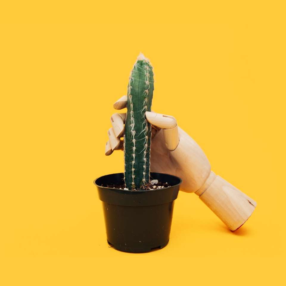 grön kaktus på svart kruka Pussel online