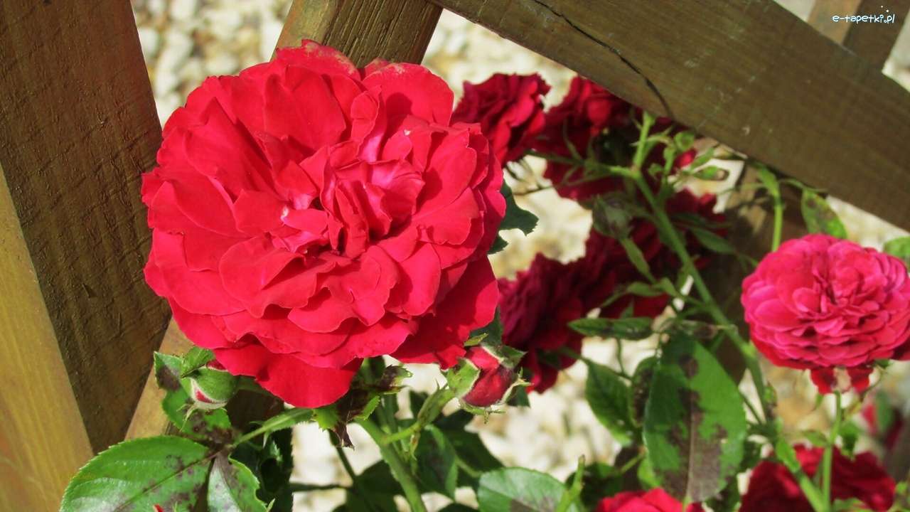 Червона роза онлайн пазл