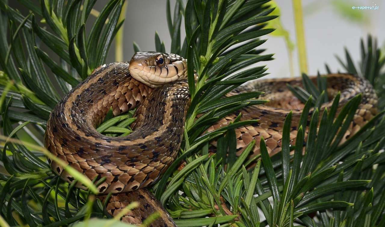 Тревна змия онлайн пъзел