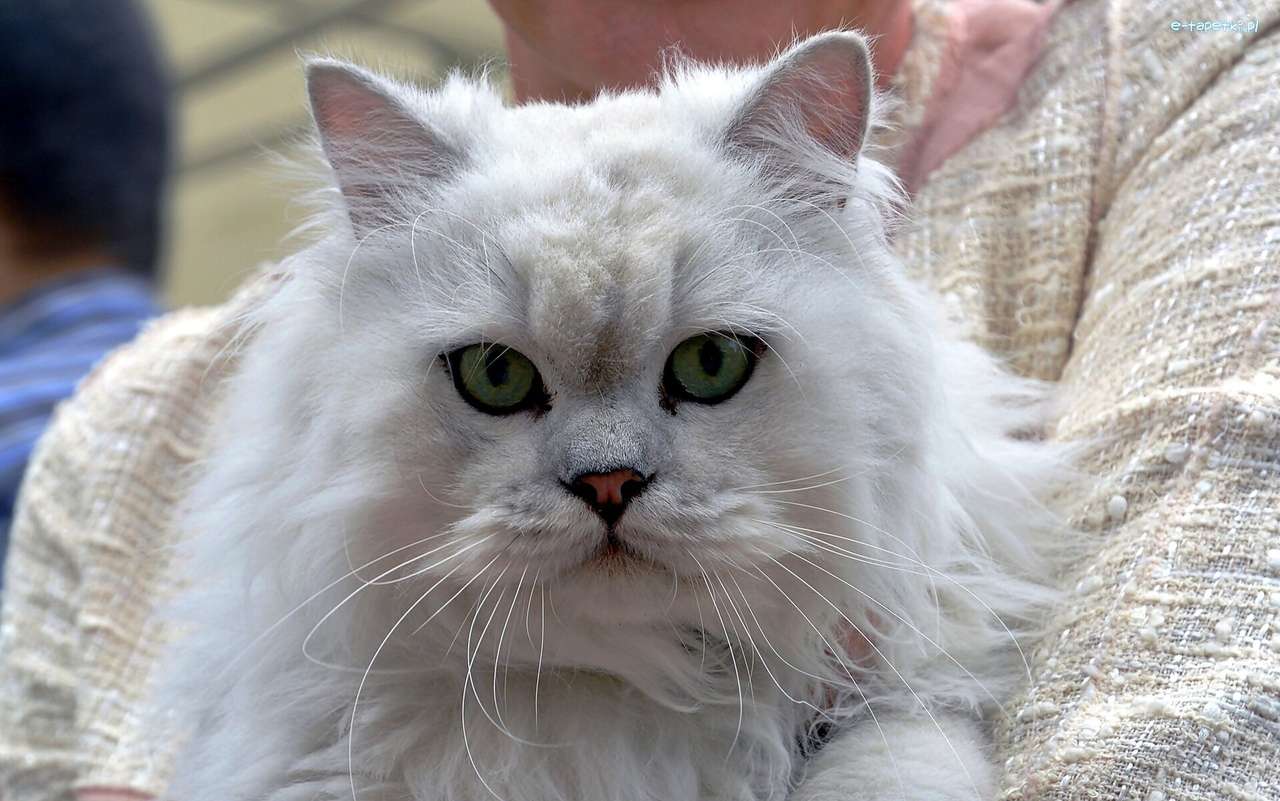 bílá načechraná kočka skládačky online