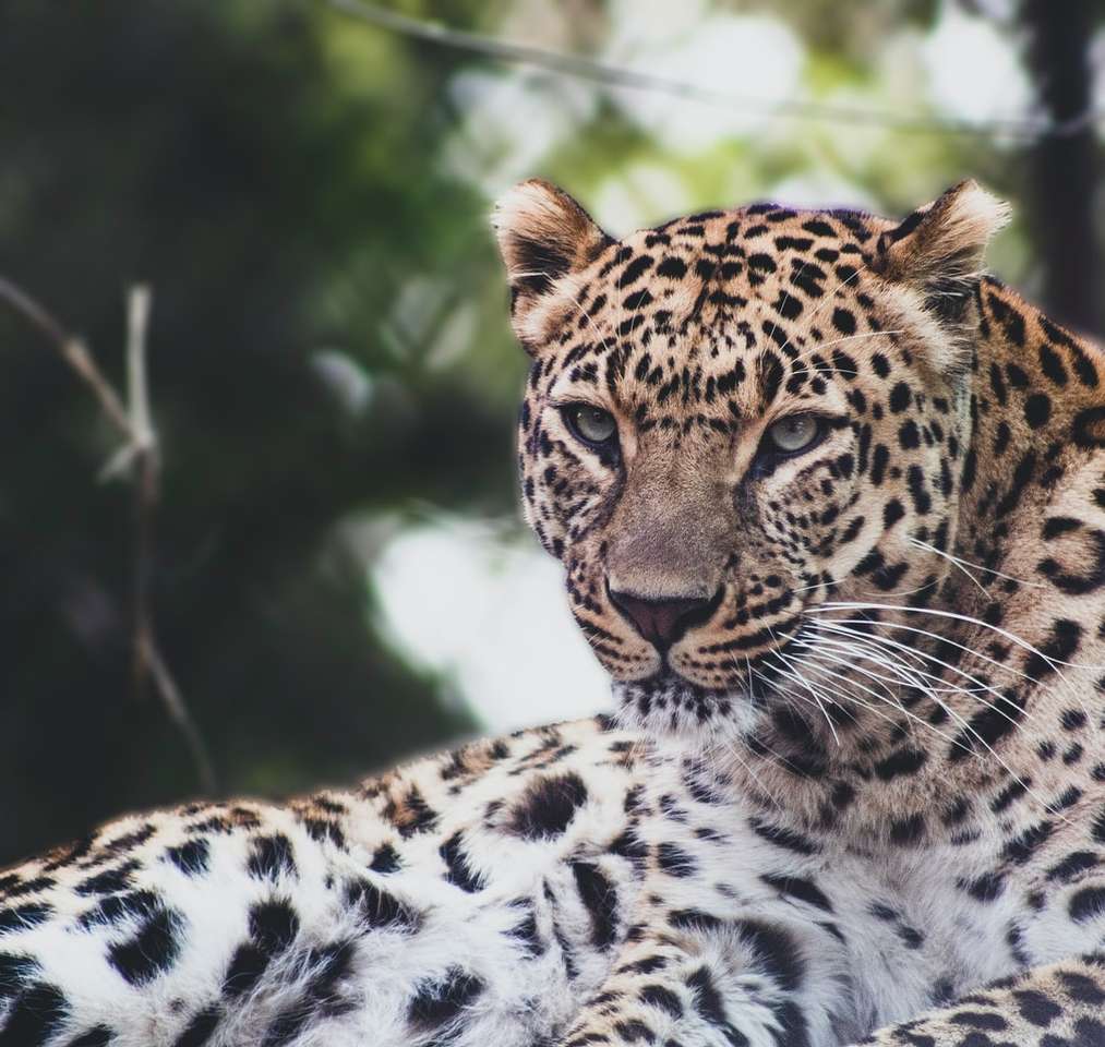 Leopard, der auf Schwarzweiss-Textil liegt Puzzlespiel online