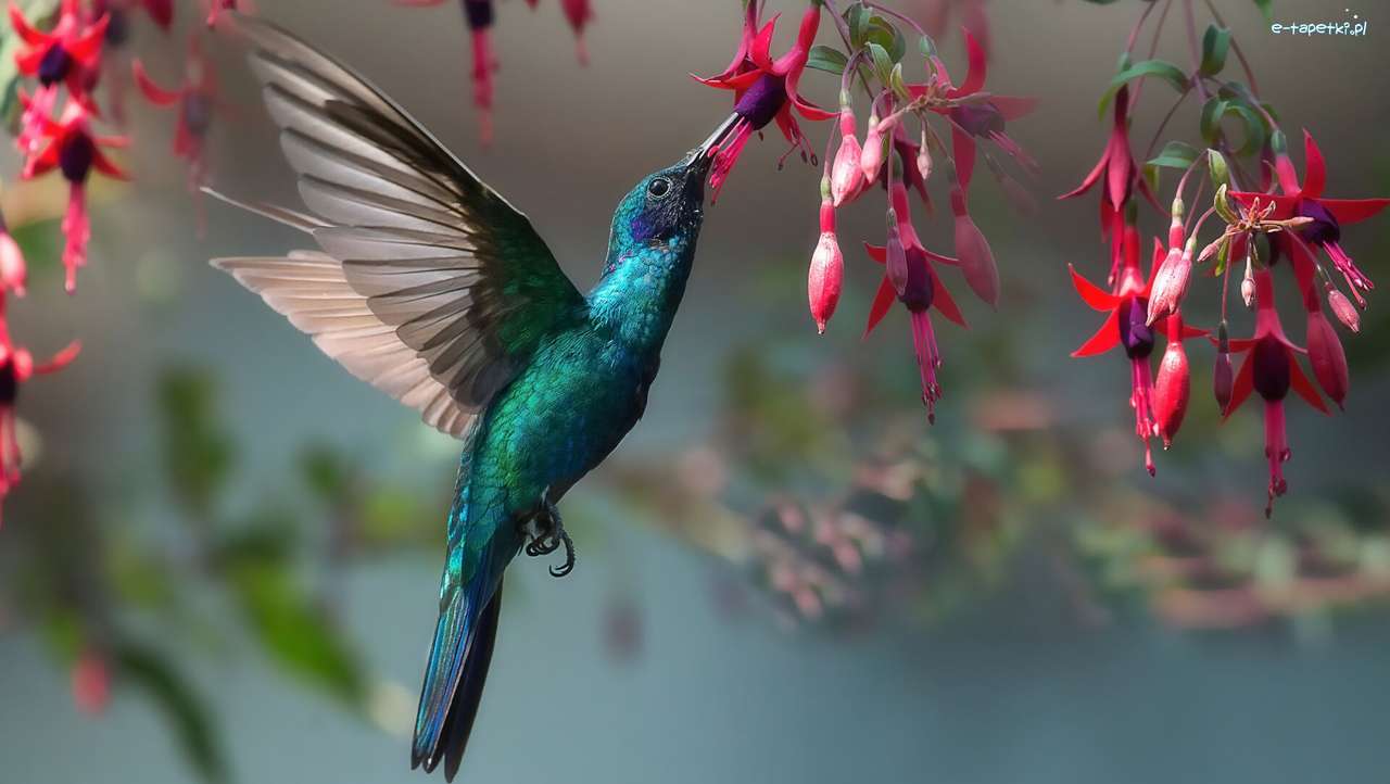 Kolibrie, bloemen online puzzel