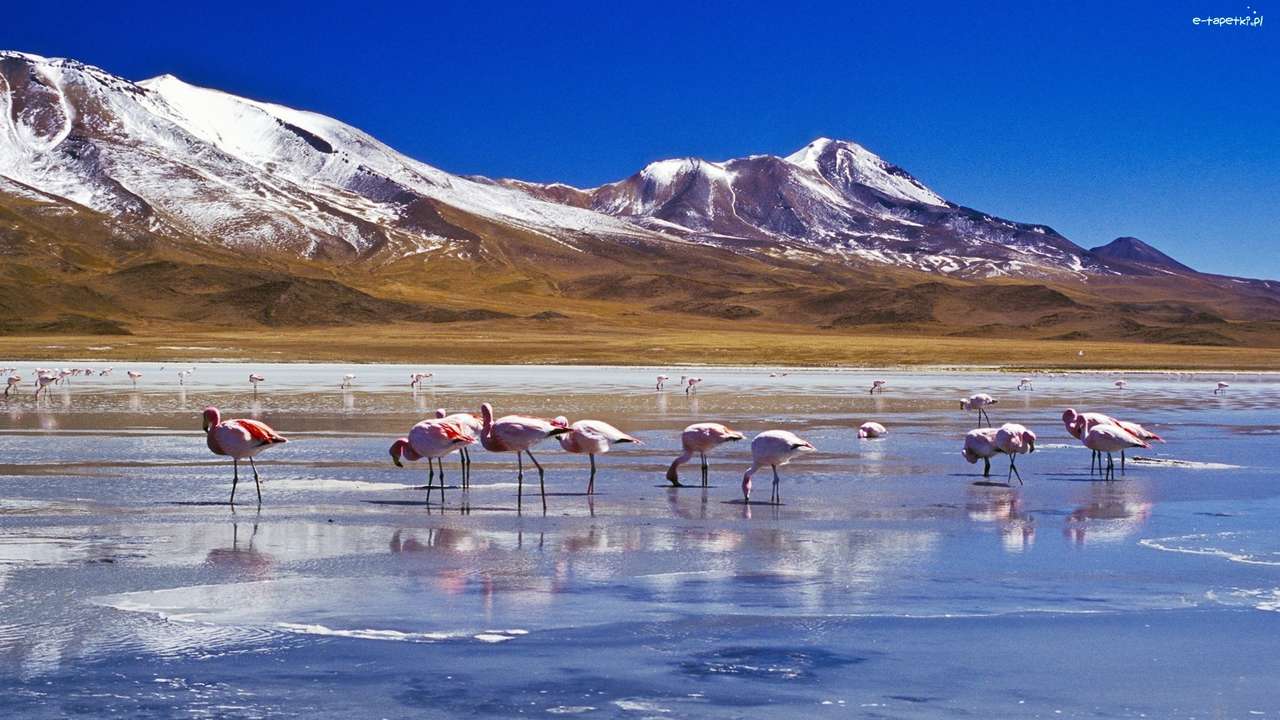Flamingos, floden pussel på nätet