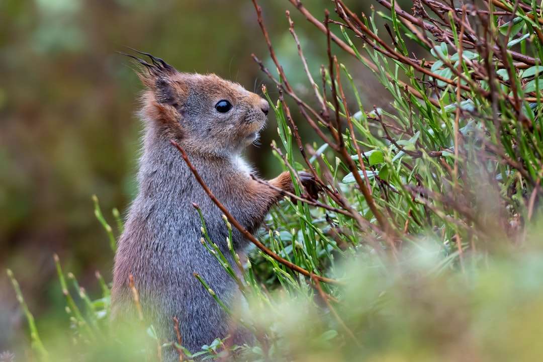 bruine eekhoorn op groen gras overdag online puzzel