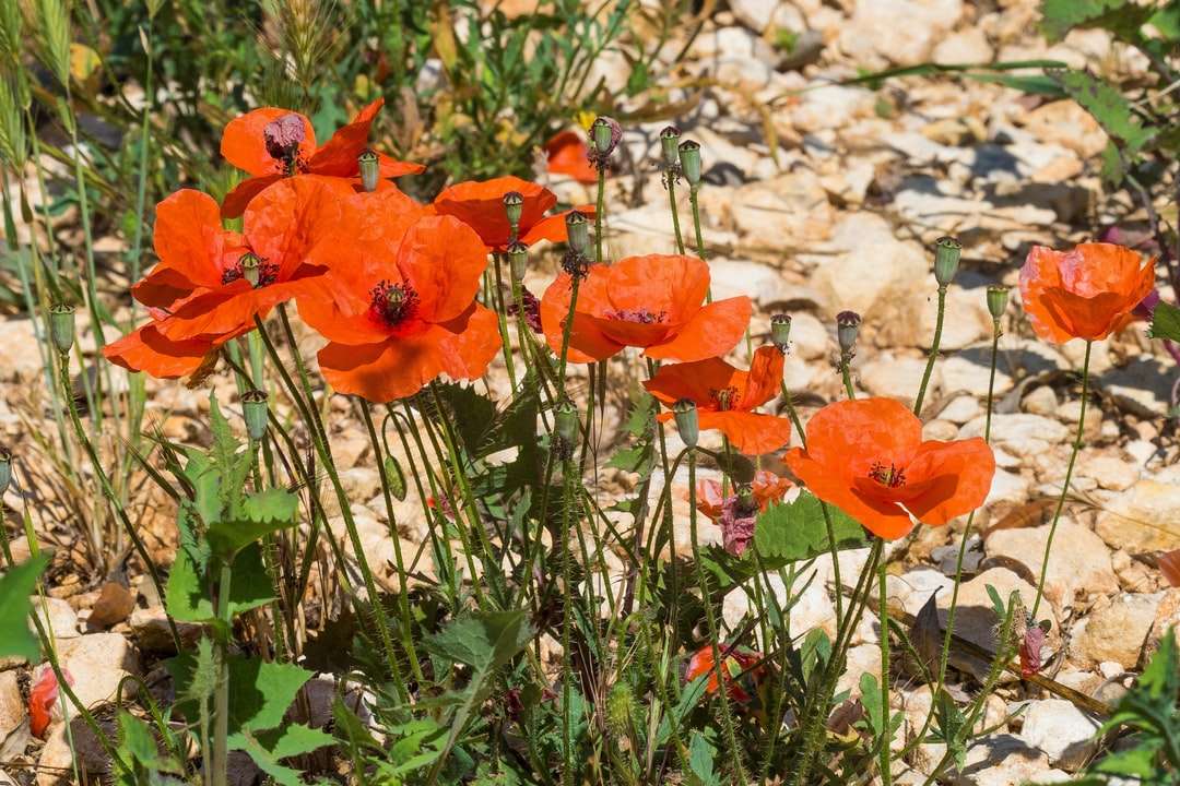 oranje bloemen op grijze rotsachtige grond online puzzel