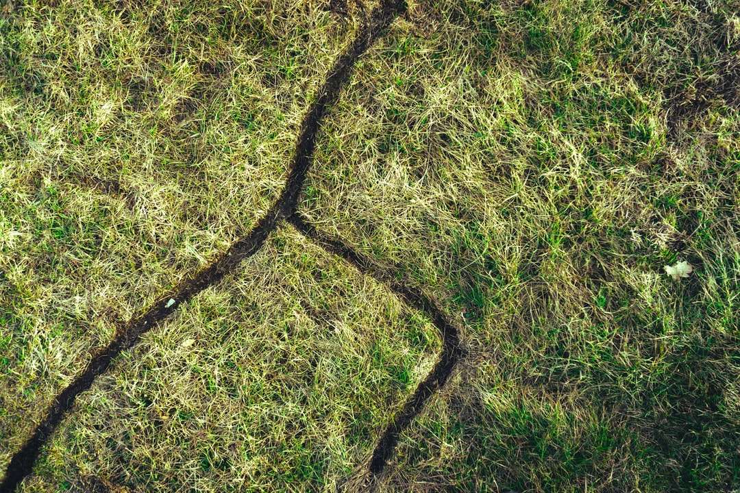 fekete kötelet a zöld fűben online puzzle