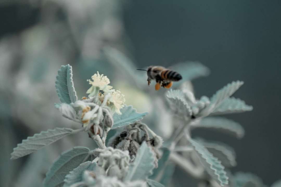 чорно-жовта бджола на білу квітку онлайн пазл