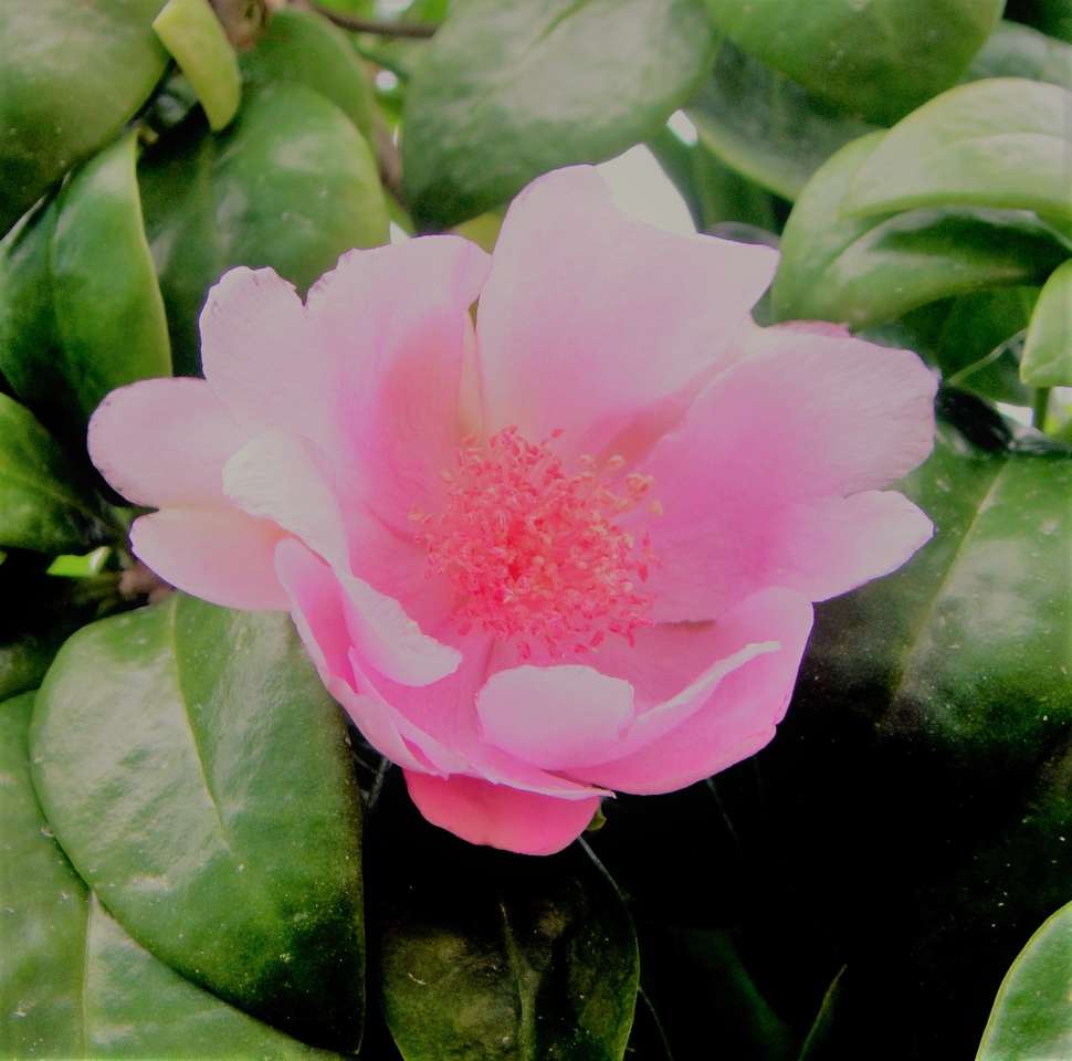 Bayahibe blomma pussel på nätet