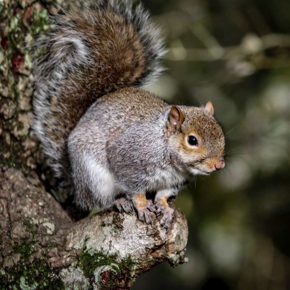 veveriță brună pe ramura de copac maro puzzle online