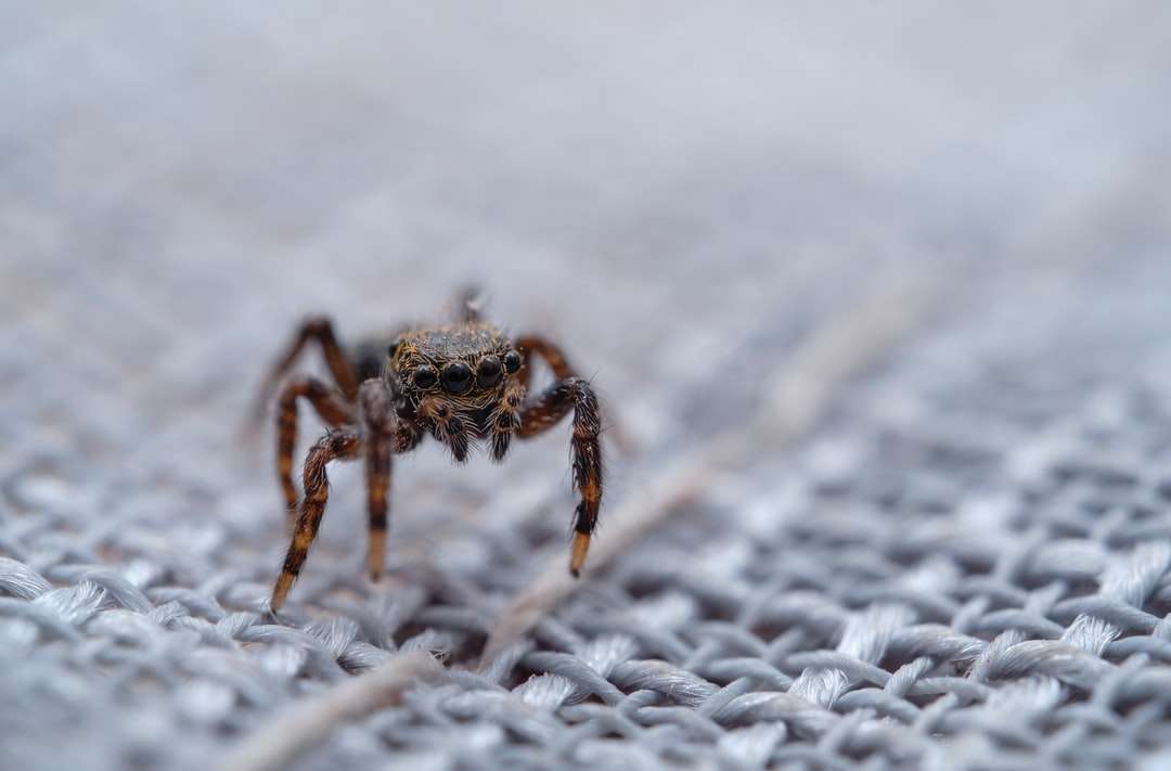 коричневий павук на білому снігу онлайн пазл