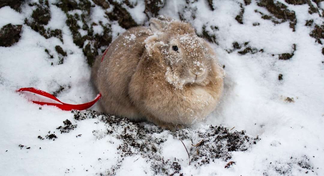 lapin brun sur sol couvert de neige puzzle en ligne