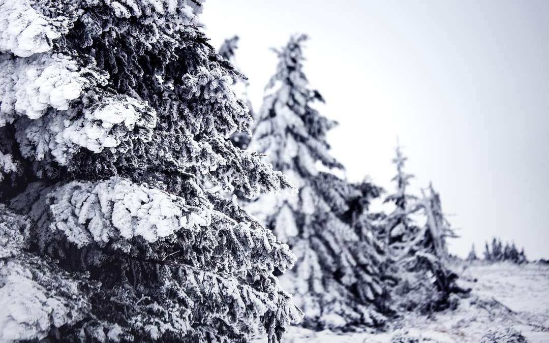 szürkeárnyalatos fotó hóval borított fa online puzzle