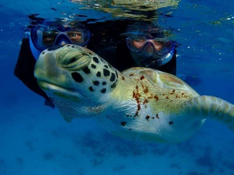 scufundându-se cu o broască țestoasă în maldive puzzle online