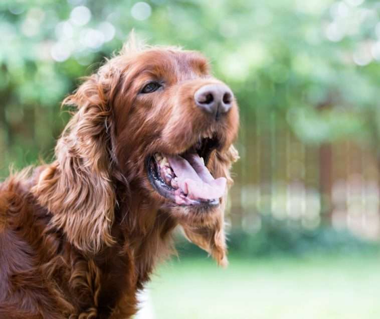 câine cu urechi lungi puzzle online