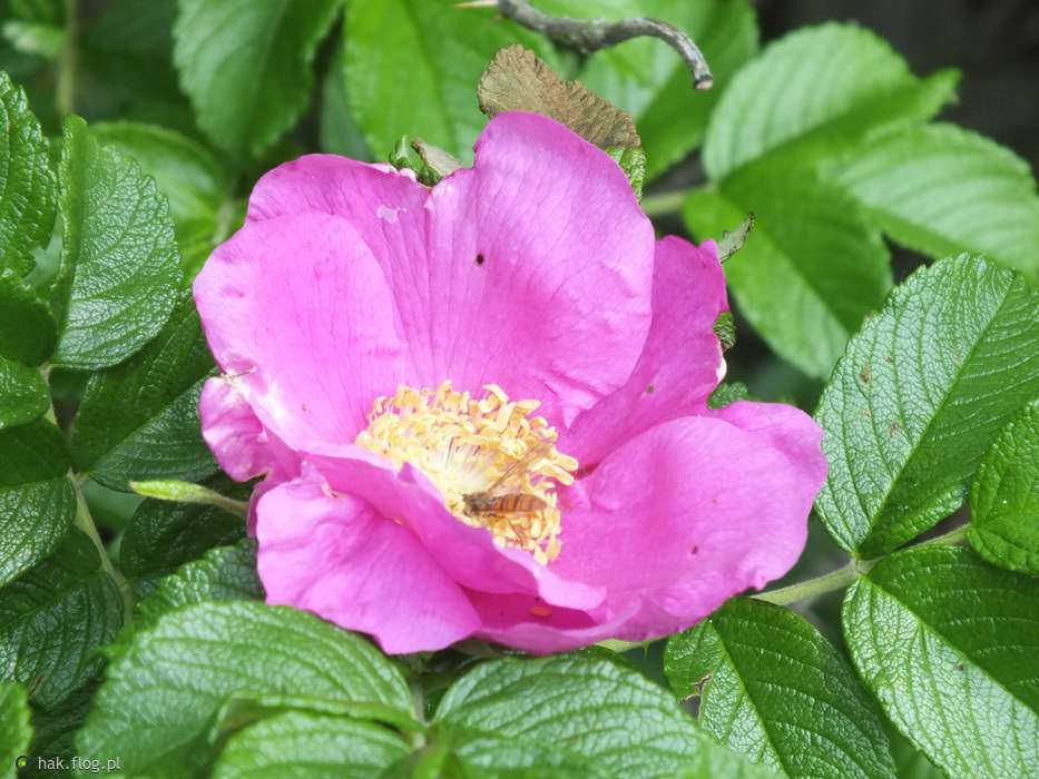 цвете от дива роза онлайн пъзел
