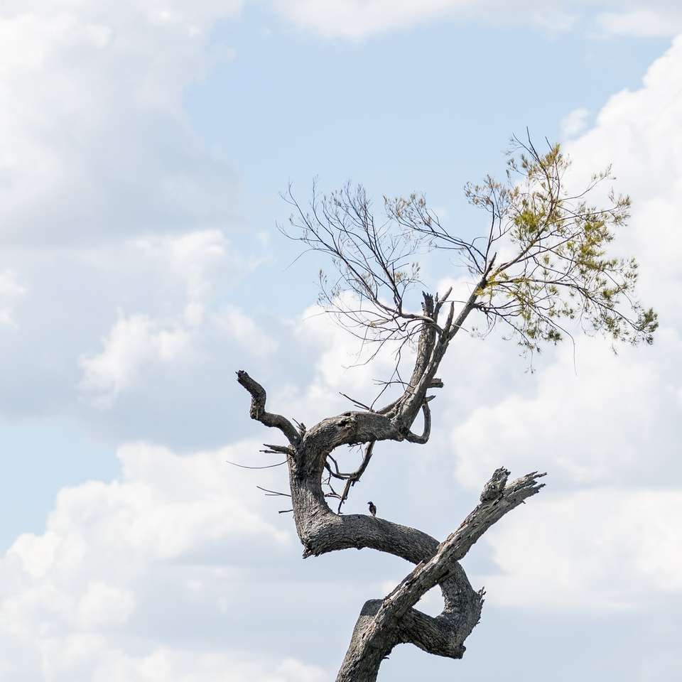 uccello nero sul ramo di un albero marrone durante il giorno puzzle online