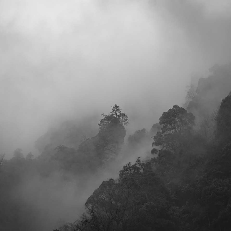 arbres verts couverts de brouillard puzzle en ligne