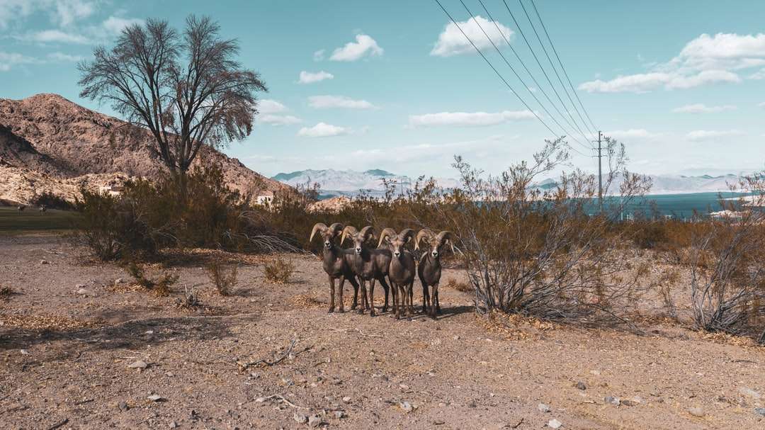 ομάδα αλόγων σε καφέ πεδίο κάτω από το γαλάζιο του ουρανού κατά τη διάρκεια της ημέρας online παζλ