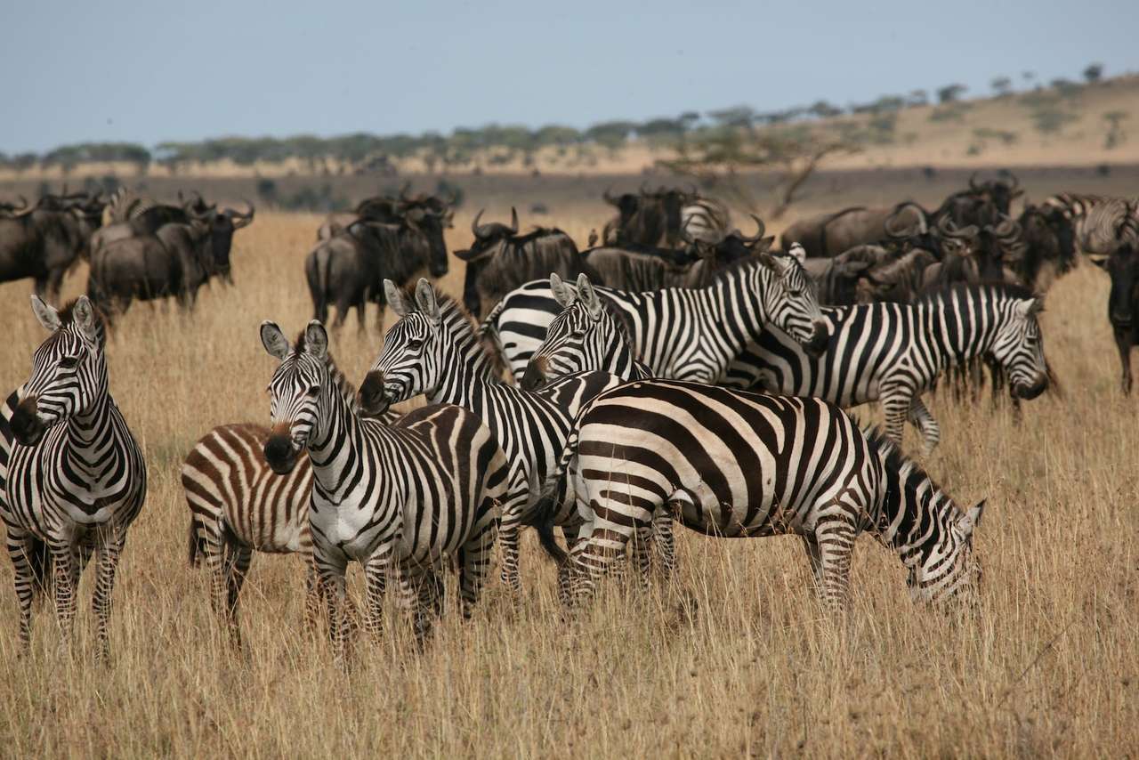 Zebras e gnus quebra-cabeças online