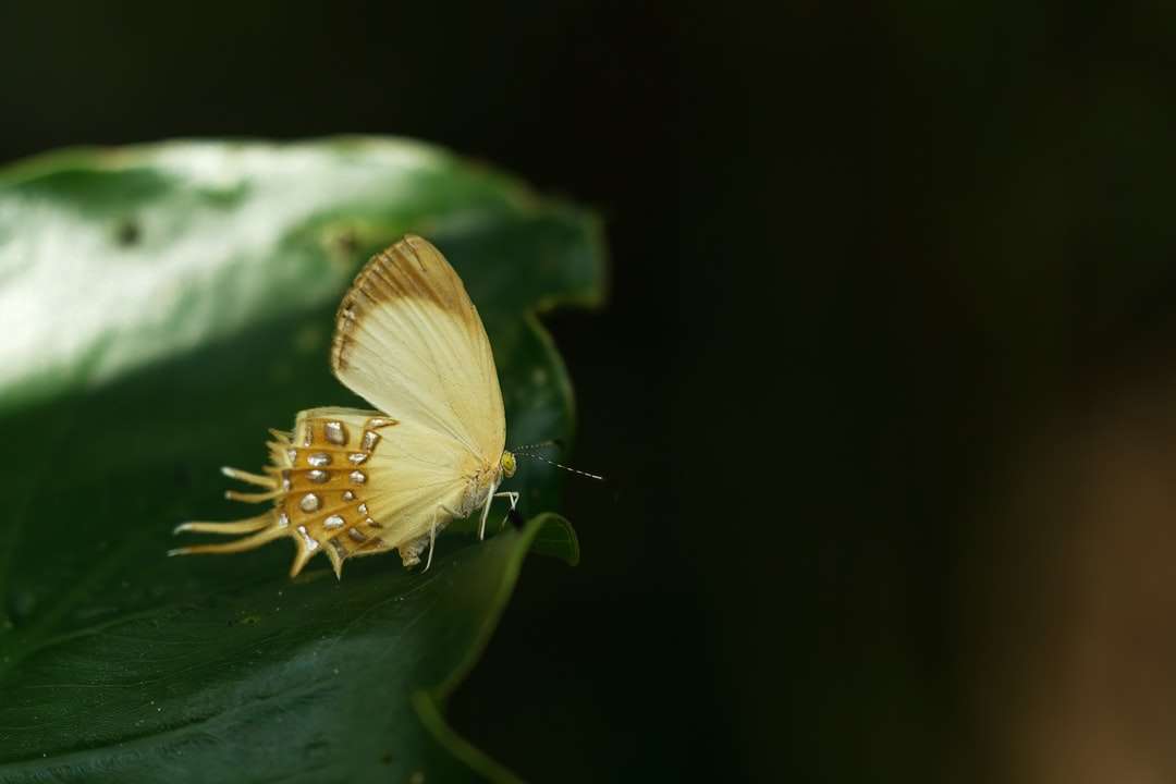 κίτρινη πεταλούδα σκαρφαλωμένη σε πράσινο φύλλο παζλ online