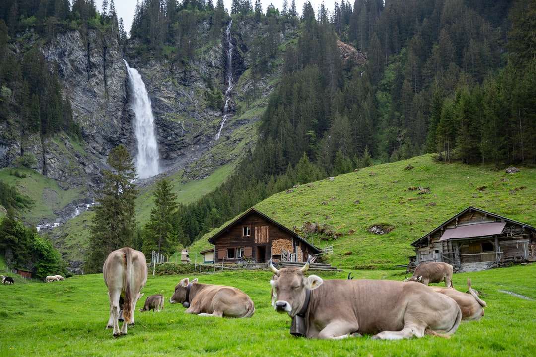 flock av bruna kor på fältet för grönt gräs Pussel online