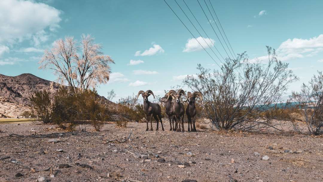 gruppo di capre sul campo marrone sotto il cielo blu durante il giorno puzzle online