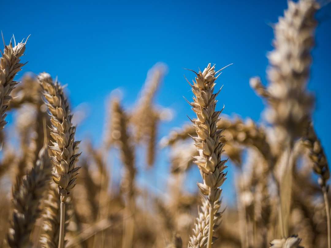 коричневое пшеничное поле под голубым небом в дневное время онлайн-пазл