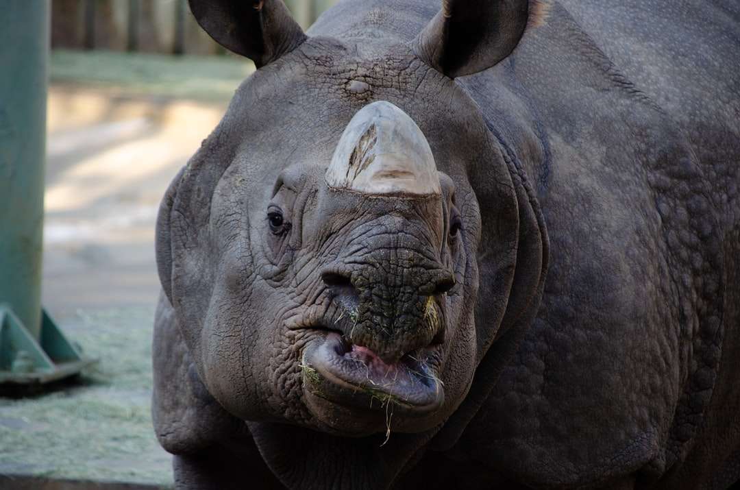 черен носорог със зелени очи онлайн пъзел