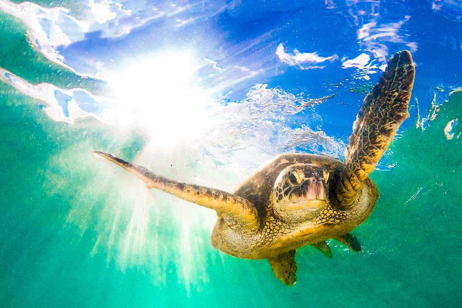 Schildkröte auf den Malediven Online-Puzzle