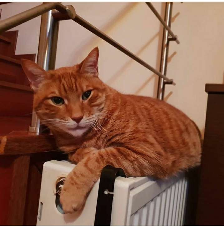 Оранжевый кот онлайн-пазл