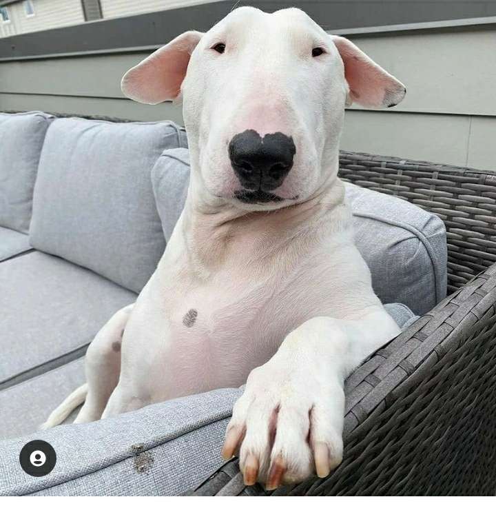 Hund meme pussel på nätet
