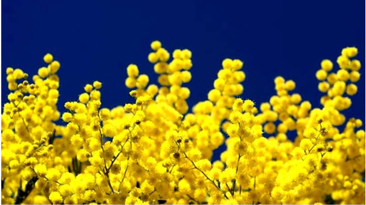 цветы мимозы онлайн-пазл